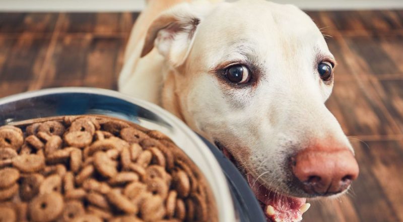 Benefits of Providing A Veterinary Diet to Your Pet